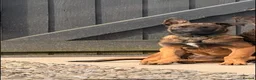 Mixed Breed dogs for sale: Kodi  - Advert 2