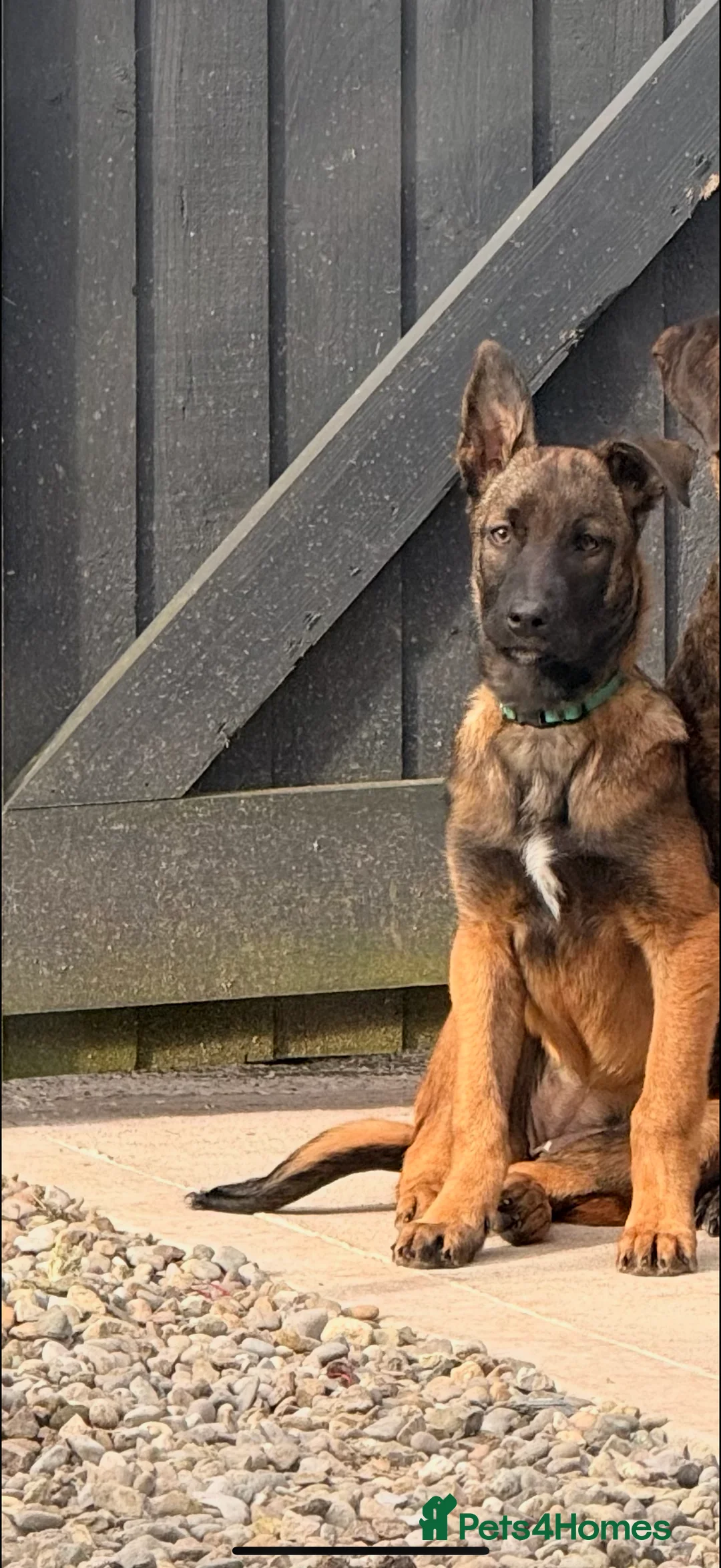 Mixed Breed dogs for sale: Kodi  - Advert 2
