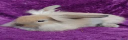 Mini Lion Lop rabbits for sale: Mini lion head lop  - Advert 7