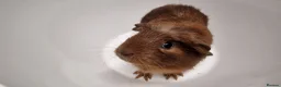 Guinea Pig rodents for sale: California x male and female Guinea pig babies  - Advert 24