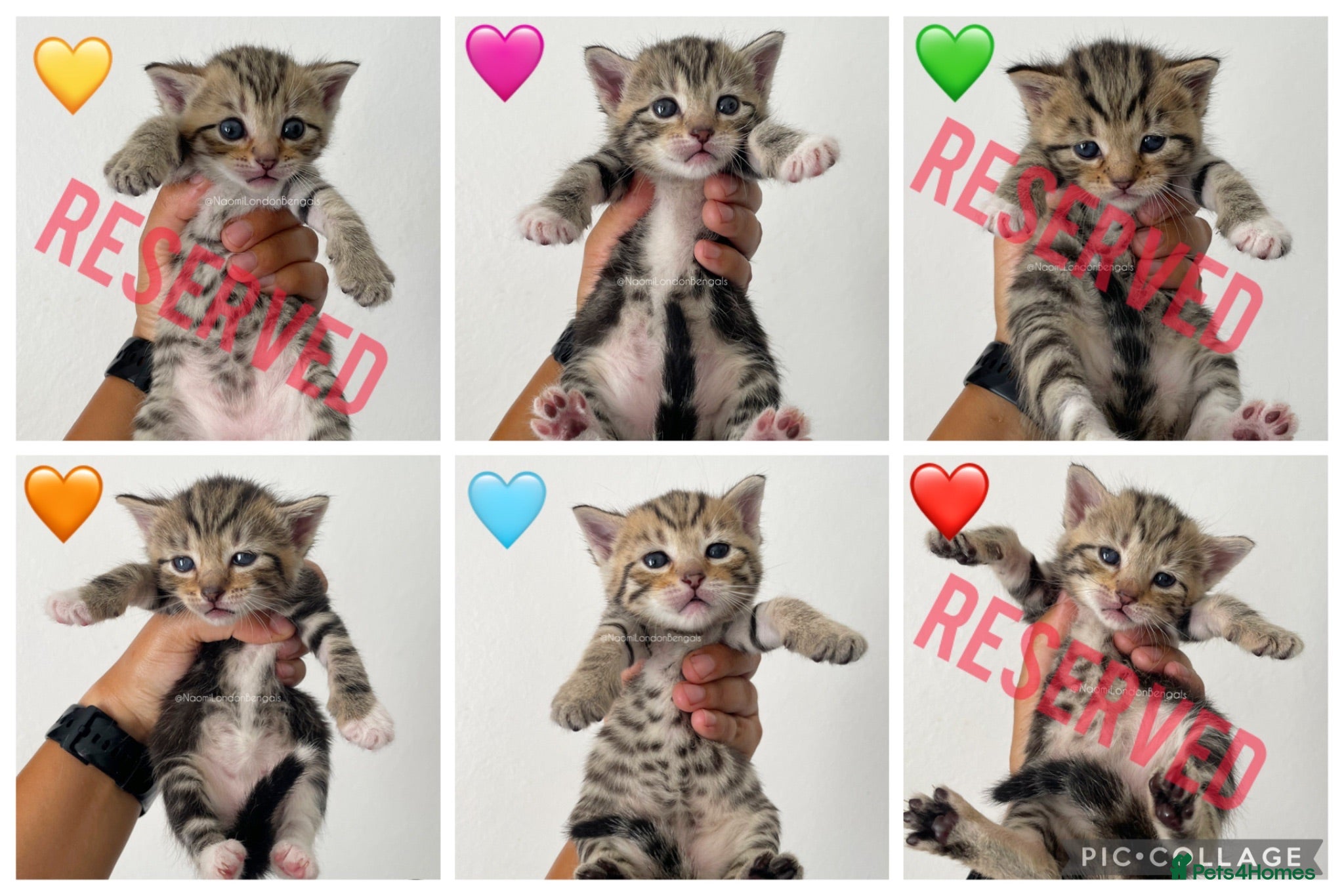 Bengal cats 🌈 BENGAL KITTENS 🌈 ⭐️⭐️⭐️⭐️⭐️ - Advert 2