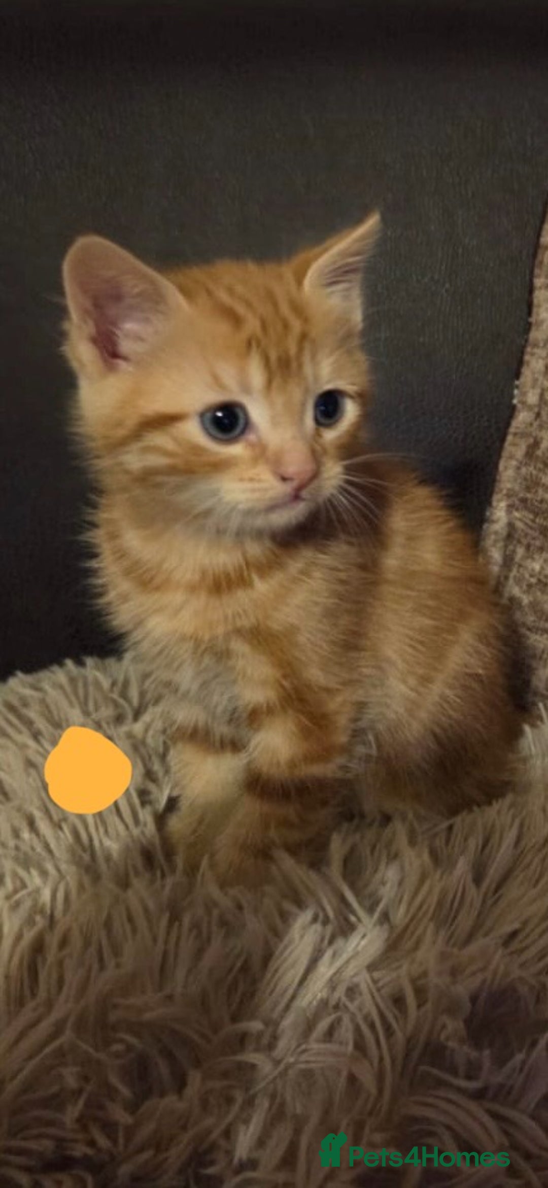 Mixed Breed cats for sale: Kittens  - Advert 4