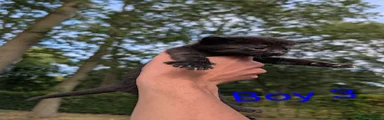 Boy 3