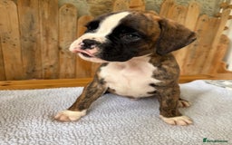 Boxer dogs for sale: STUNNING PEDIGREE BOXERS!x - Image 8