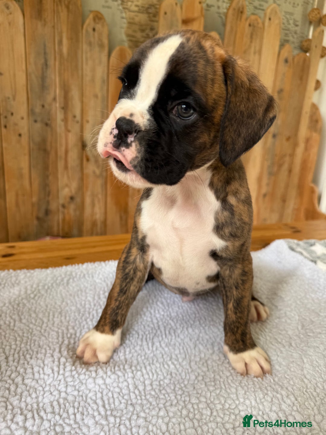 Boxer dogs for sale: STUNNING PEDIGREE BOXERS!x - Image 8