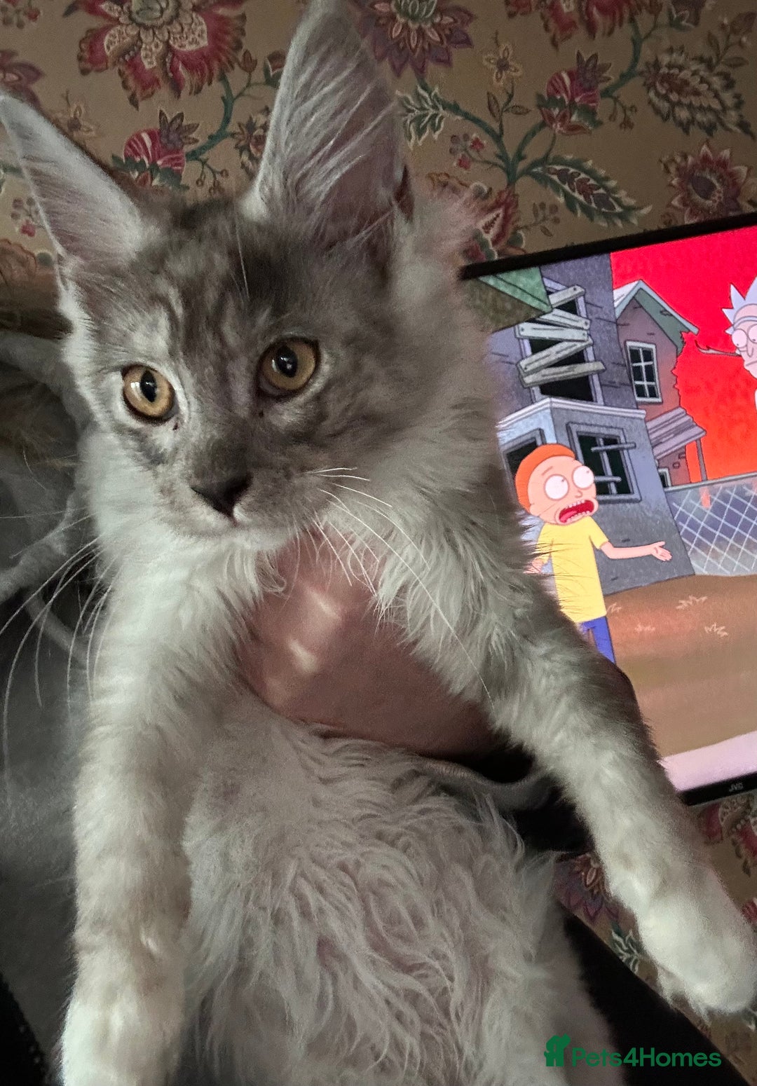 Maine Coon cats for sale: Maine coon kittens  - Advert 12