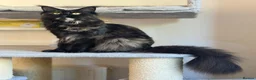 Maine Coon cats for sale: TICA Registered - Affectionate, Lap Cat, Gentle - Advert 4