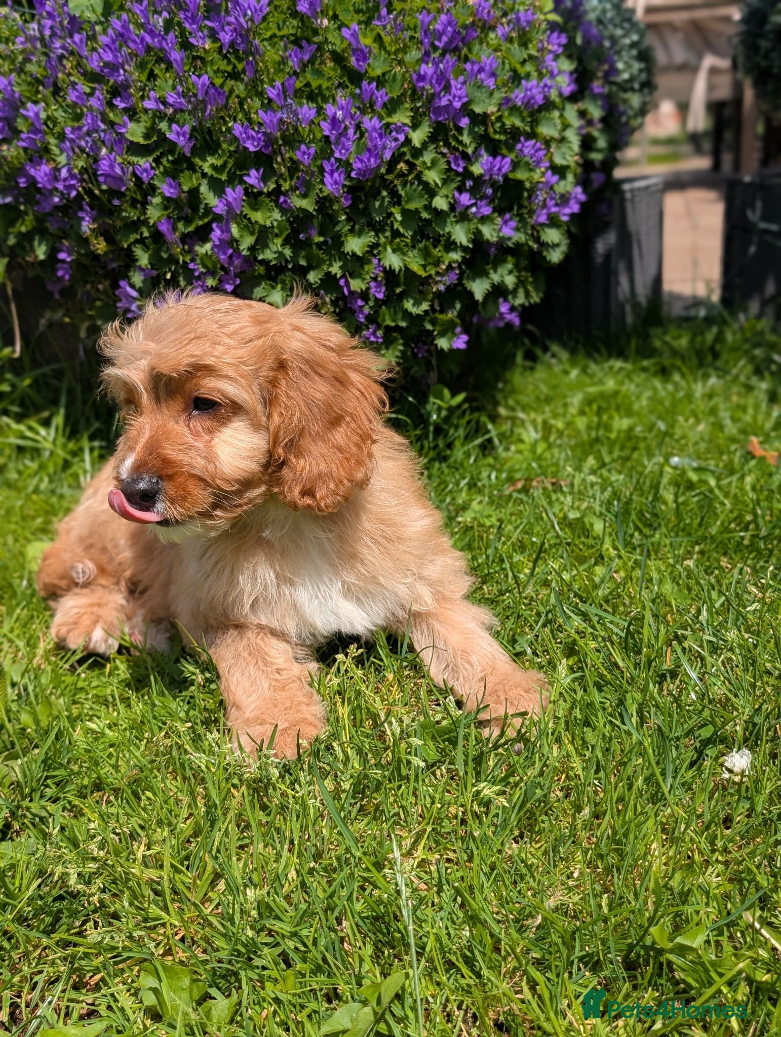Cavapoo dogs ⭐⭐⭐⭐⭐ F1 Cavapoo puppies Health tested parents.  - Advert 1