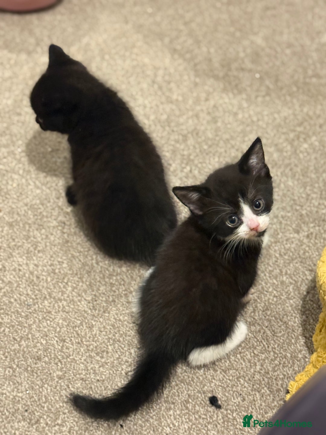 Mixed Breed cats for sale: 🤩🤩 10 beautifull fur babies 🤩🤩 - Advert 29