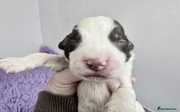 English Springer Spaniel dogs for sale: KC Vet DNA Home Socialised Springer Pups 5 ⭐️ - Image 7