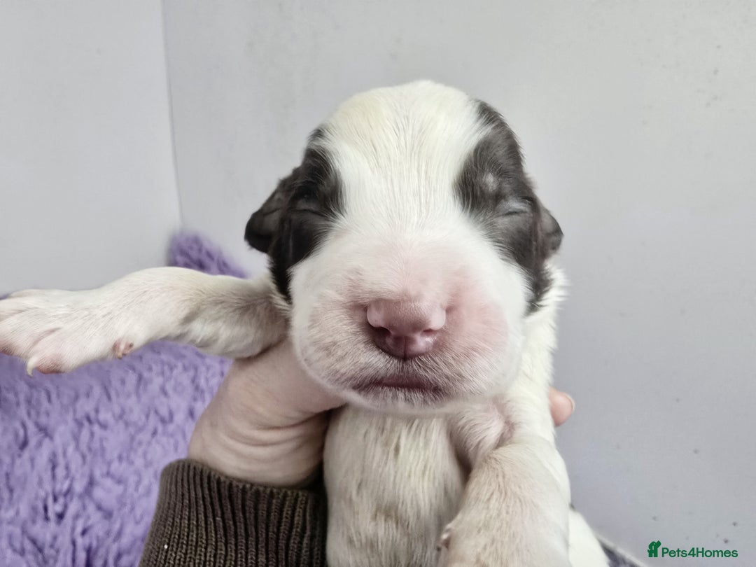 English Springer Spaniel dogs for sale: KC Vet DNA Home Socialised Springer Pups 5 ⭐️ - Image 7
