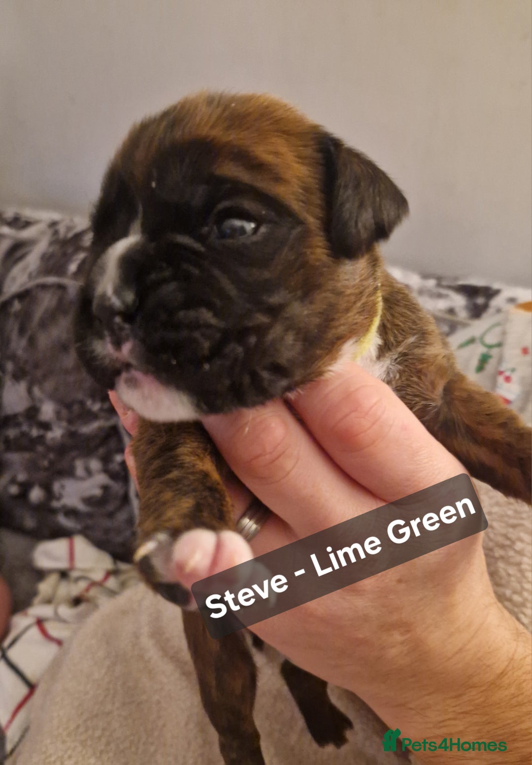 Boxer dogs for sale: 7 Beautiful Boxer Chunky Puppies - Advert 2