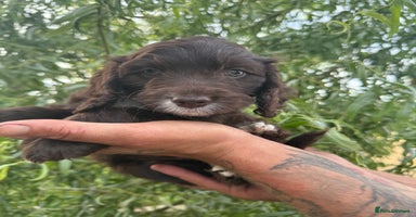 Cockapoo dogs - Advert 1