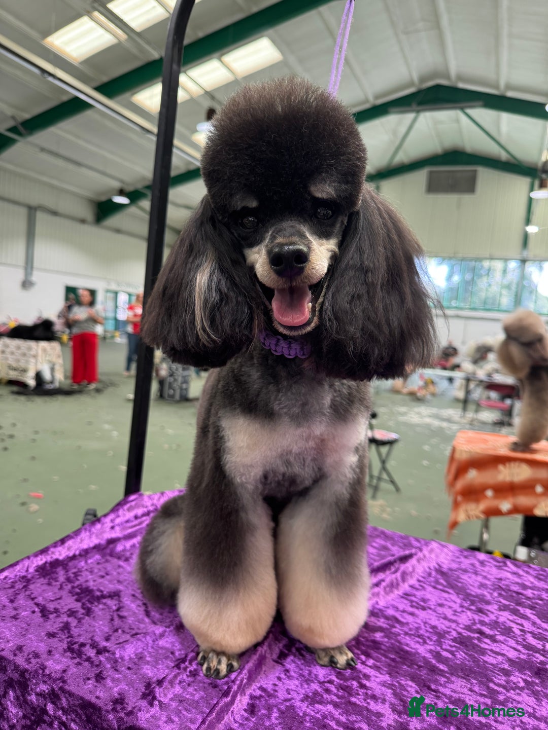 Miniature Poodle dogs for sale: Home Bred pups, extensively Health tested - Image 16