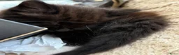 Mixed Breed cats for sale: 4 beautiful kittens  - Advert 13