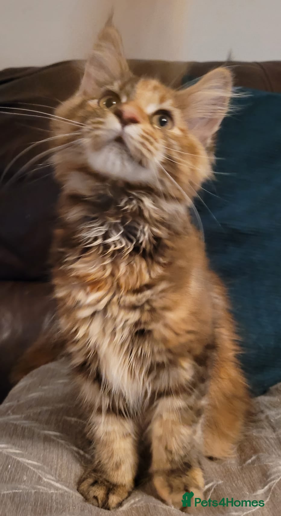 Maine Coon cats Stunning TICA Reg Maine Coon kittens - Advert 2