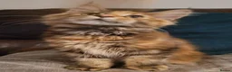 Maine Coon cats for sale: Stunning TICA Reg Maine Coon kittens - Advert 3