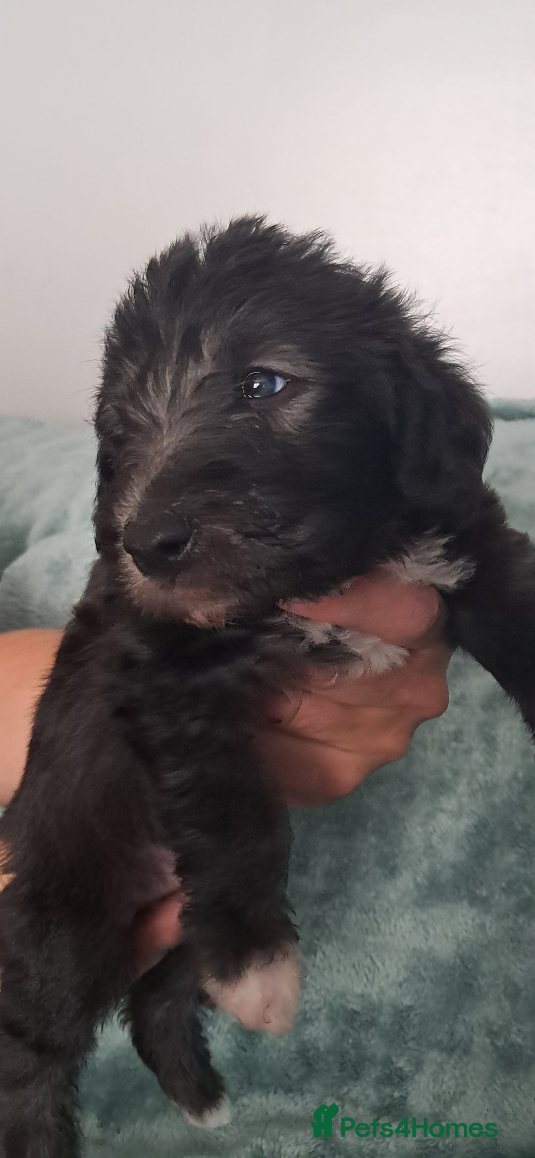 Mixed Breed dogs for sale: 3 boys  - Image 8