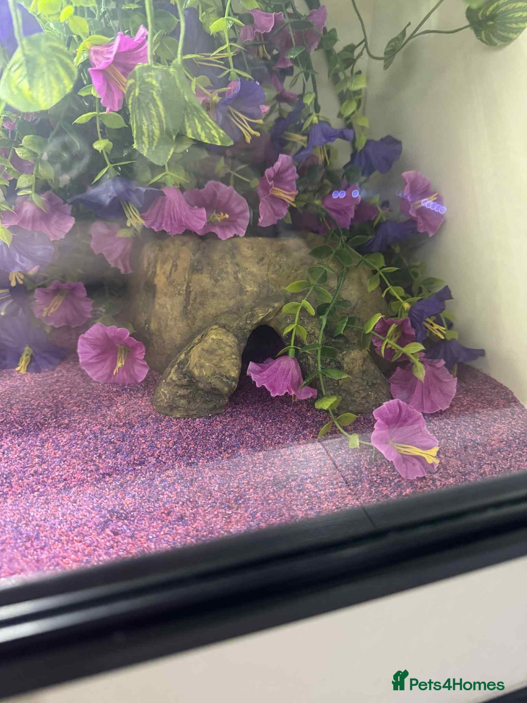 Gecko reptiles for sale: Leapord gecko for sale!! - Advert 12