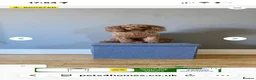 Cavapoo dogs for sale: Reduced F1b Toy Cavapoo girl health tested parents - Advert 10