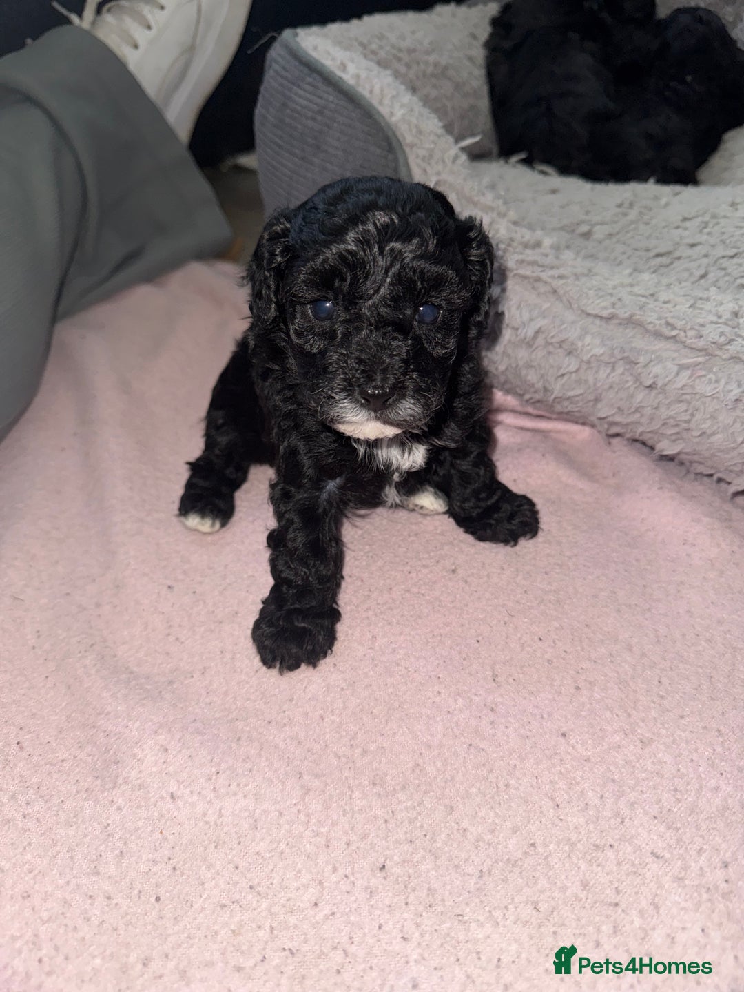 Toy Poodle dogs for sale: Beautiful Toy Poodle Puppies - Ready to reserve - Advert 12