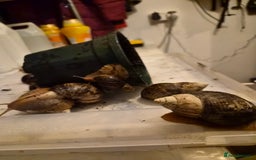 Snails invertebrates for sale: Giant African Land Snails  - Image 5