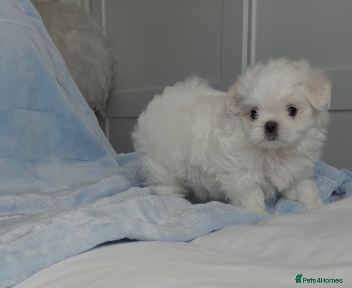 Maltese dogs Bambelina Korean Maltese. One Boy  Ready Now 🩵 - Advert 2