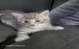 Domestic Shorthair cats for sale: Mixed litter domestic shorthair - Image 2