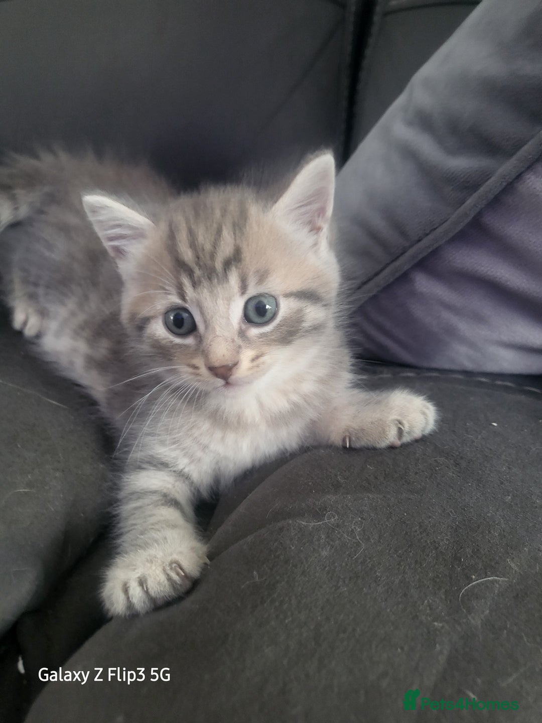 Domestic Shorthair cats for sale: Mixed litter domestic shorthair - Image 2