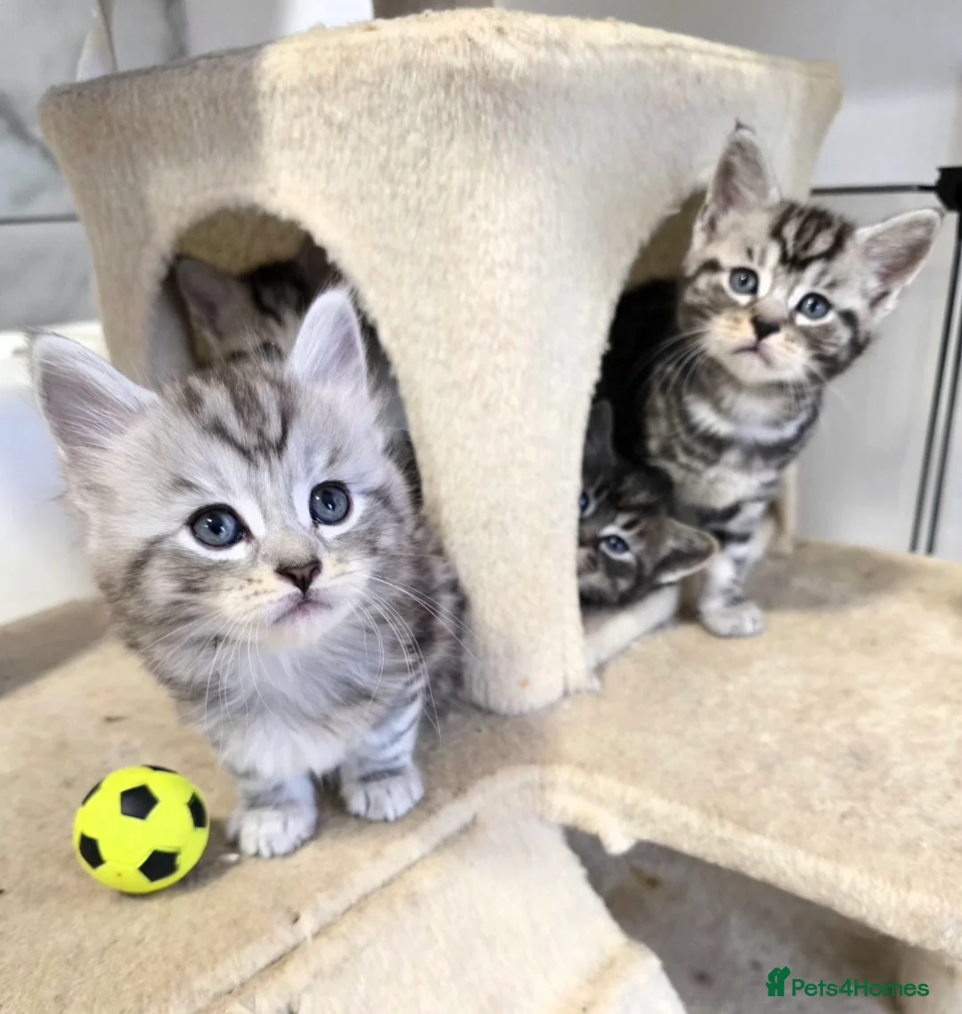 Mixed Breed cats for sale: Maine Coone Cross Kittens - Advert 6