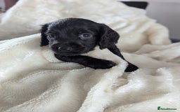 Cocker Spaniel dogs for sale: Beautiful black working cocker spaniel puppies  - Image 8