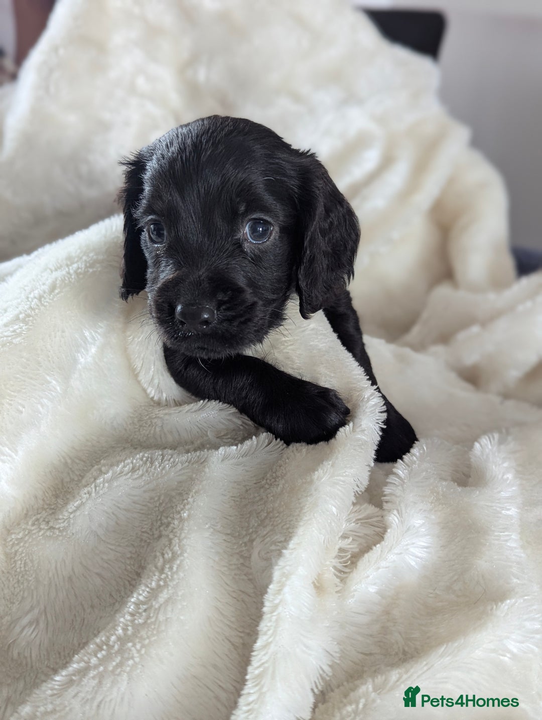 Cocker Spaniel dogs for sale: Beautiful black working cocker spaniel puppies  - Image 8