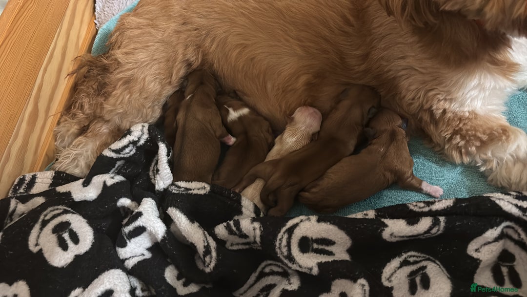 Lhasa Apso dogs for sale: KC registered Lhasa Apso puppies - Image 1