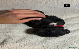 Staffordshire Bull Terrier dogs for sale: Billionaire Bill x Kenzduo Glass Souls  - Advert 3