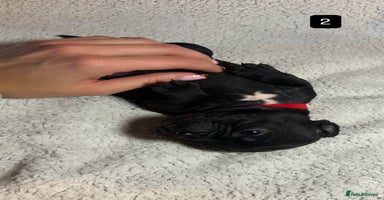 Staffordshire Bull Terrier dogs Billionaire Bill x Kenzduo Glass Souls  - Advert 2