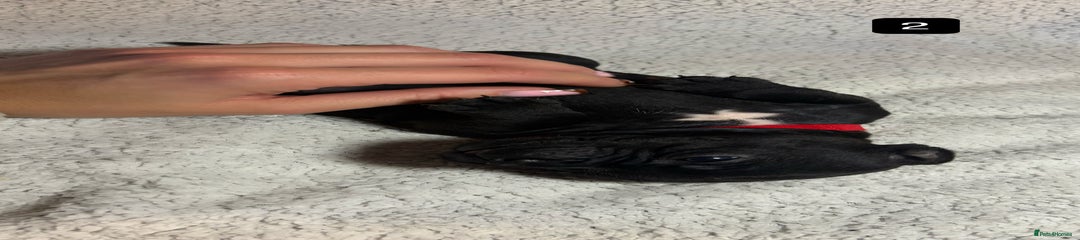 Staffordshire Bull Terrier Puppy 3