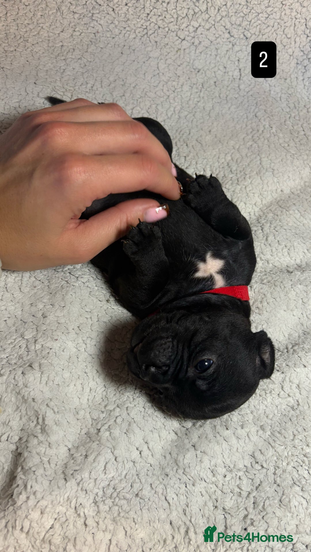 Staffordshire Bull Terrier dogs for sale: Billionaire Bill x Kenzduo Glass Souls  - Advert 3