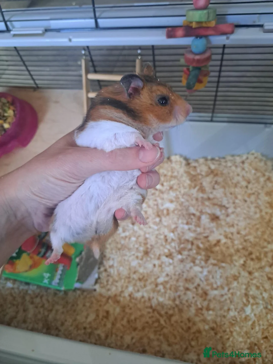 Hamster rodents for sale: Female Syrian Hamster with cage - Advert 7