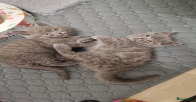 British Shorthair cats - Advert 12