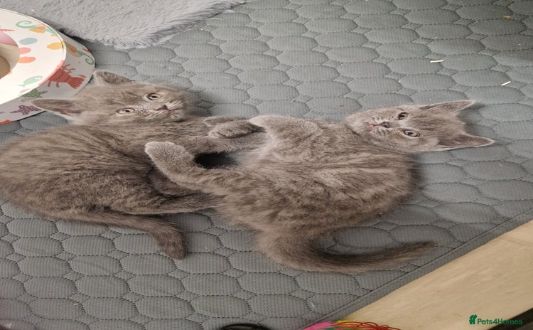 British Shorthair cats - Advert 14