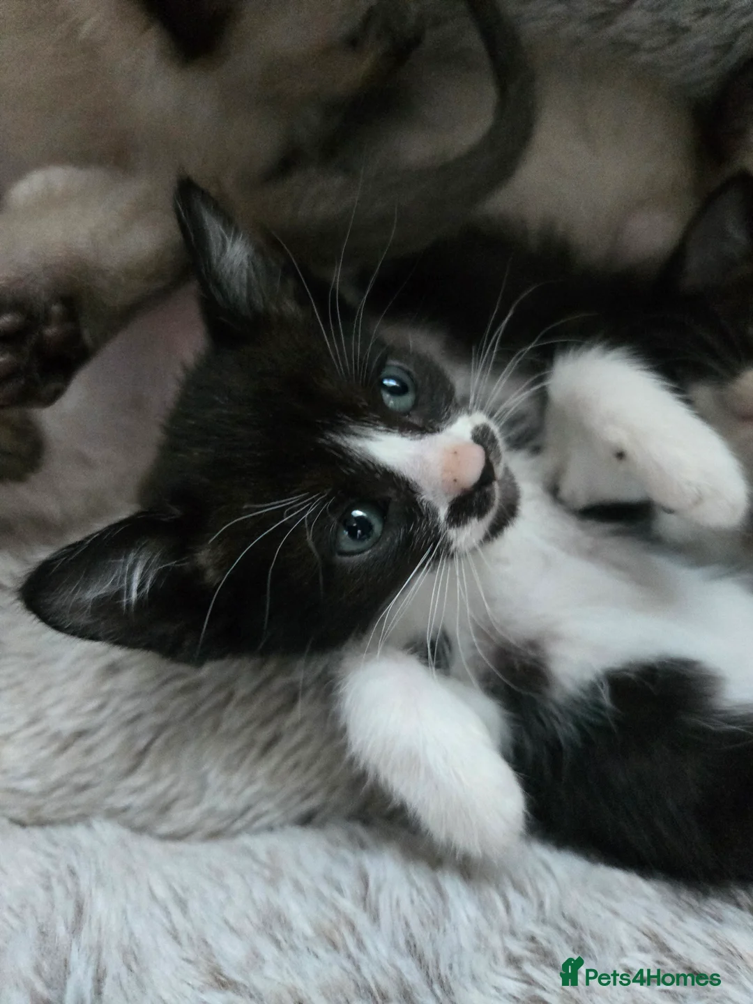 Mixed Breed cats for sale: Ready for new slaves beautiful sphynx babies. - Advert 31