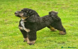 Mixed Breed dogs for sale: Whippet x Miniature Poodle  - Image 3