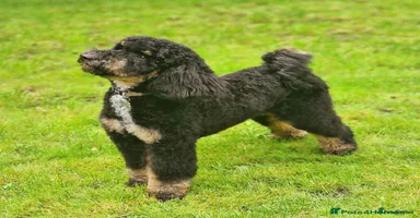 Mixed Breed dogs - Advert 11