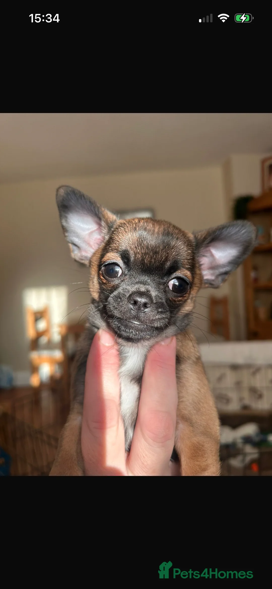 Chihuahua dogs for sale: Boy chihuahua smooth coat  - Advert 4