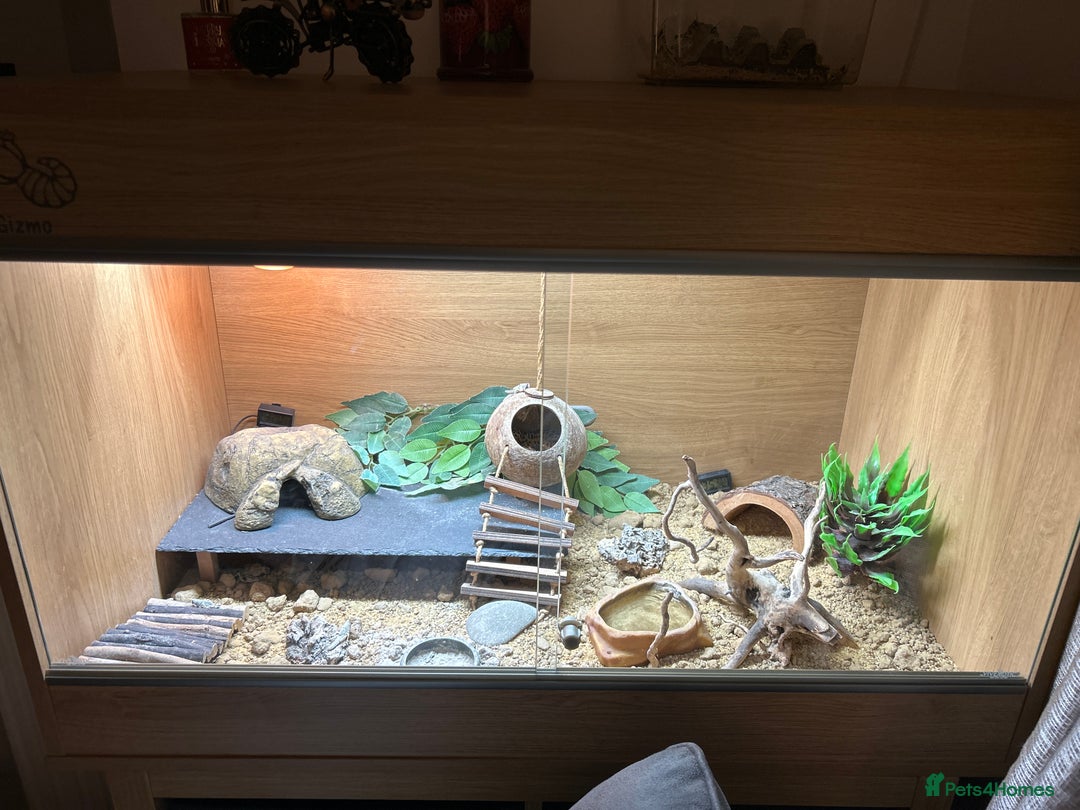 Leopard Gecko reptiles for sale: 3 year old leopard gecko complete setup.  - Advert 8
