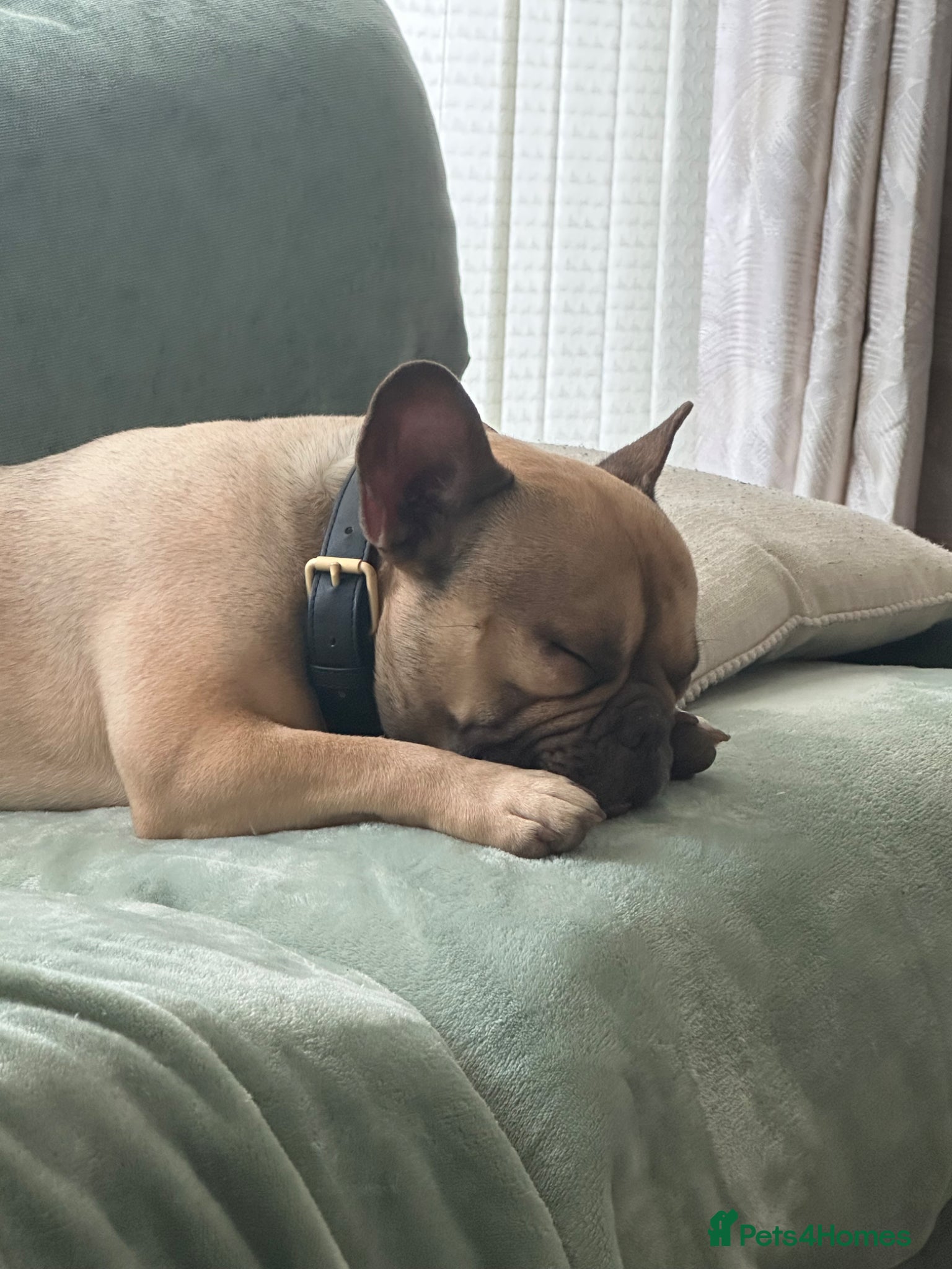 French Bulldog dogs French bulldog for sale - Advert 2