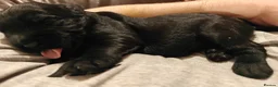 Giant Schnauzer dogs for sale: Giant Schnauzer Puppies - IKC Champion Bloodlines - Advert 4