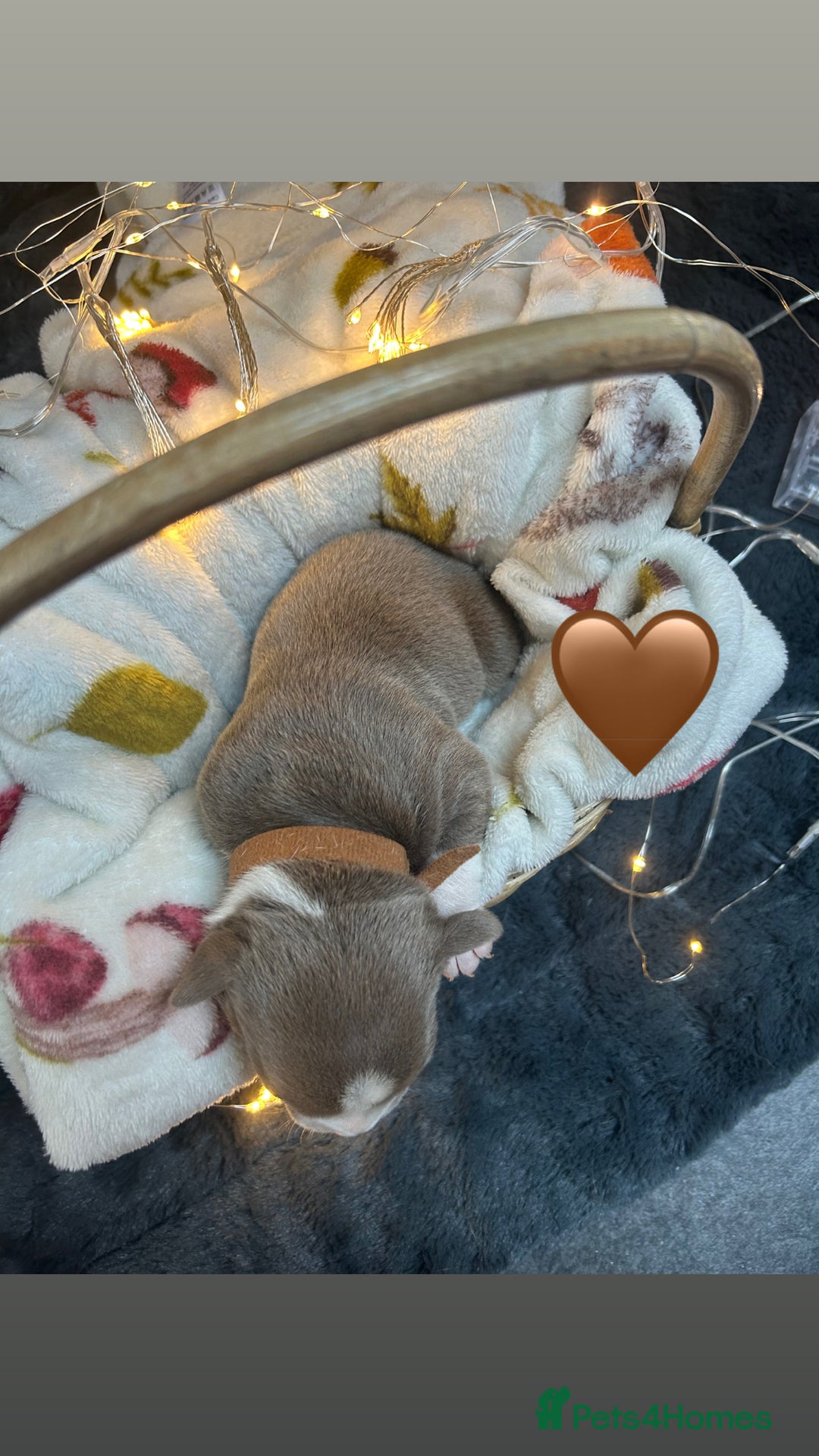Olde English Bulldogge dogs for sale: STUNNING NEBBR OLDE ENGLISH BULLDOGGE PUPPIES in Epping - Image 10