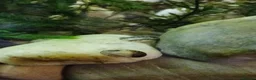 Snails fish for sale: Snails true fresh water nerite  - Advert 7