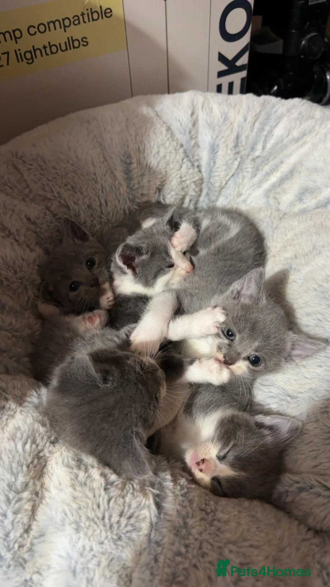 Domestic Shorthair cats for sale: Beautiful GREY and WHITE kittens in Telford - Advert 1